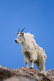 mountain goat, colorado