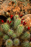 cactus blossoms, utah