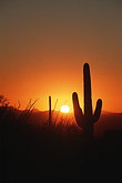saguaro cactus sunset, arizona