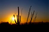 saguaro sunset, arizona