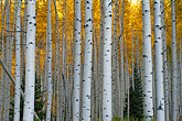Autumn Aspens Colorado