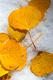 aspen leaves,snow, colorado