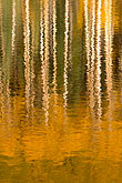 autumn aspen reflection, colorado