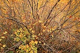 Autumn shrubs Colorado