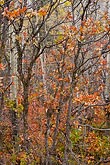 autumn scrub oak, colorado