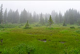 foggy meadow, colorado