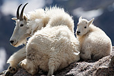 mountain goats, mt evans, colorado