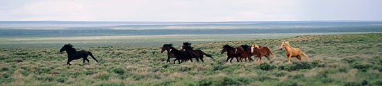 mustangs, wild horses, red desert, wyoming